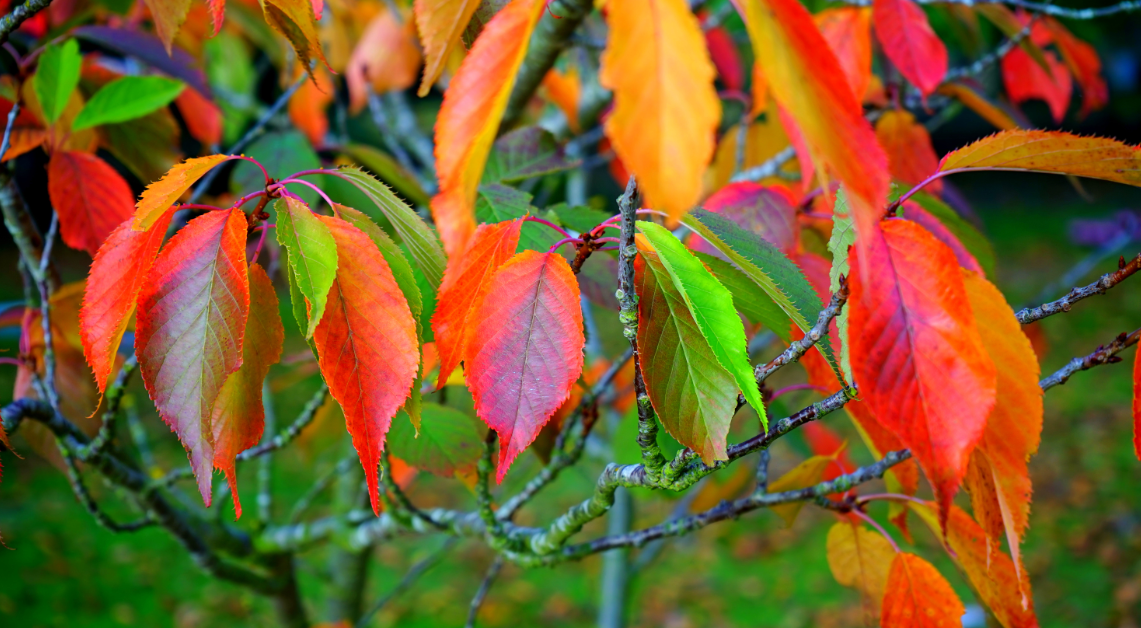 Autumn Coloured Leaves - Full Drill Diamond Painting - Specially ordered for you. Delivery is approximately 4 - 6 weeks.