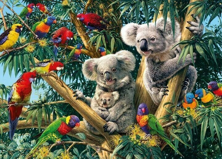 Australia Koalas - Full Drill Diamond Painting - Specially ordered for you. Delivery is approximately 4 - 6 weeks.
