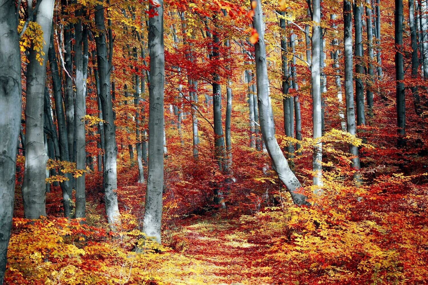 Autumn Forrest - Full Drill Diamond Painting - Specially ordered for you. Delivery is approximately 4 - 6 weeks.