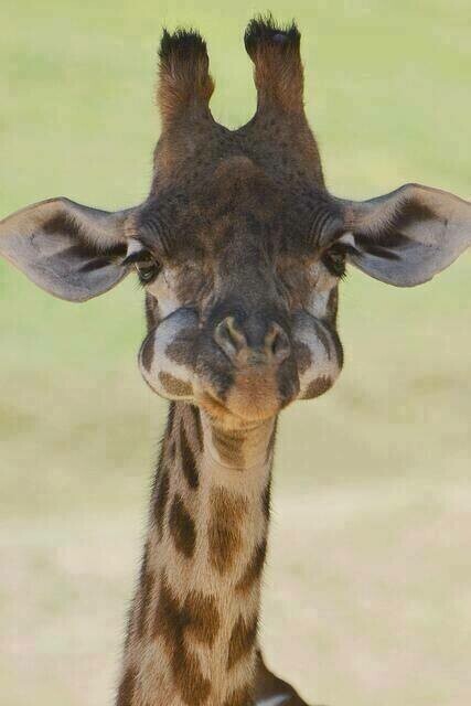 Baby Giraffe 02 - Full Drill Diamond Painting - Specially ordered for you. Delivery is approximately 4 - 6 weeks.