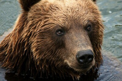 Bear Close Up - Full Drill Diamond Painting - Specially ordered for you. Delivery is approximately 4 - 6 weeks.