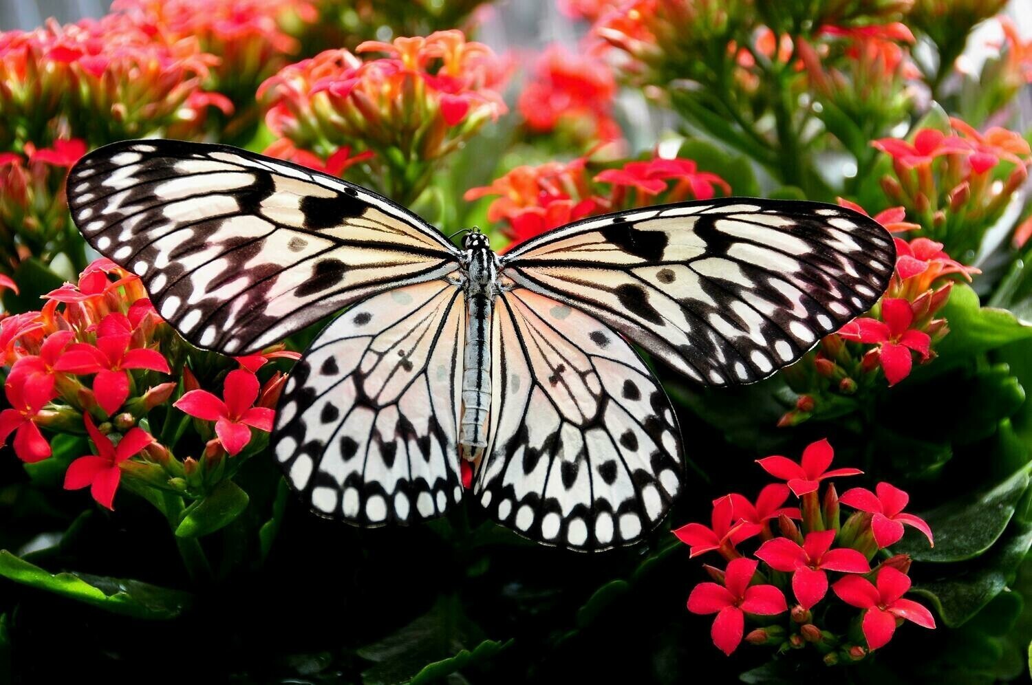 Beautiful Blooms And Butterfly - Full Drill Diamond Painting - Specially ordered for you. Delivery is approximately 4 - 6 weeks.