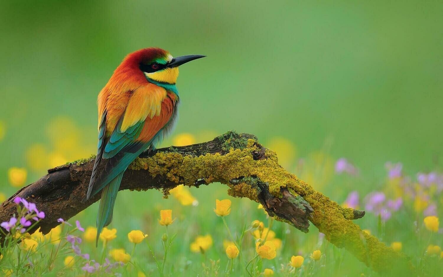 Bird on Green Background - Full Drill Diamond Painting - Specially ordered for you. Delivery is approximately 4 - 6 weeks.