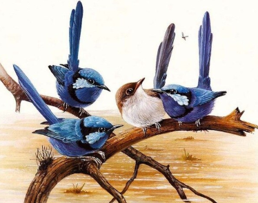 Birds 17 - Full Drill Diamond Painting - Specially ordered for you. Delivery is approximately 4 - 6 weeks.