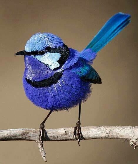 Blue Wren - Full Drill Diamond Painting - Specially ordered for you. Delivery is approximately 4 - 6 weeks.