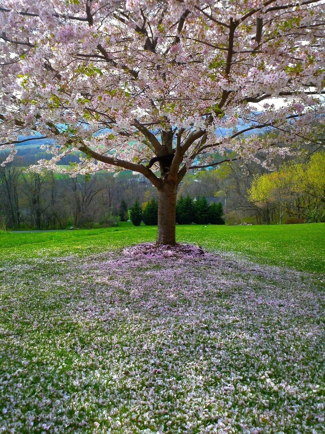 Blooming Blossom Fauna - Full Drill Diamond Painting - Specially ordered for you. Delivery is approximately 4 - 6 weeks.