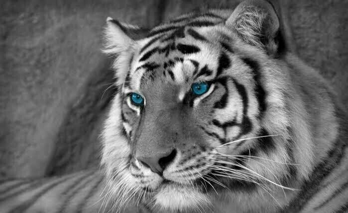 Blue Eyes Love - Full Drill Diamond Painting - Specially ordered for you. Delivery is approximately 4 - 6 weeks.