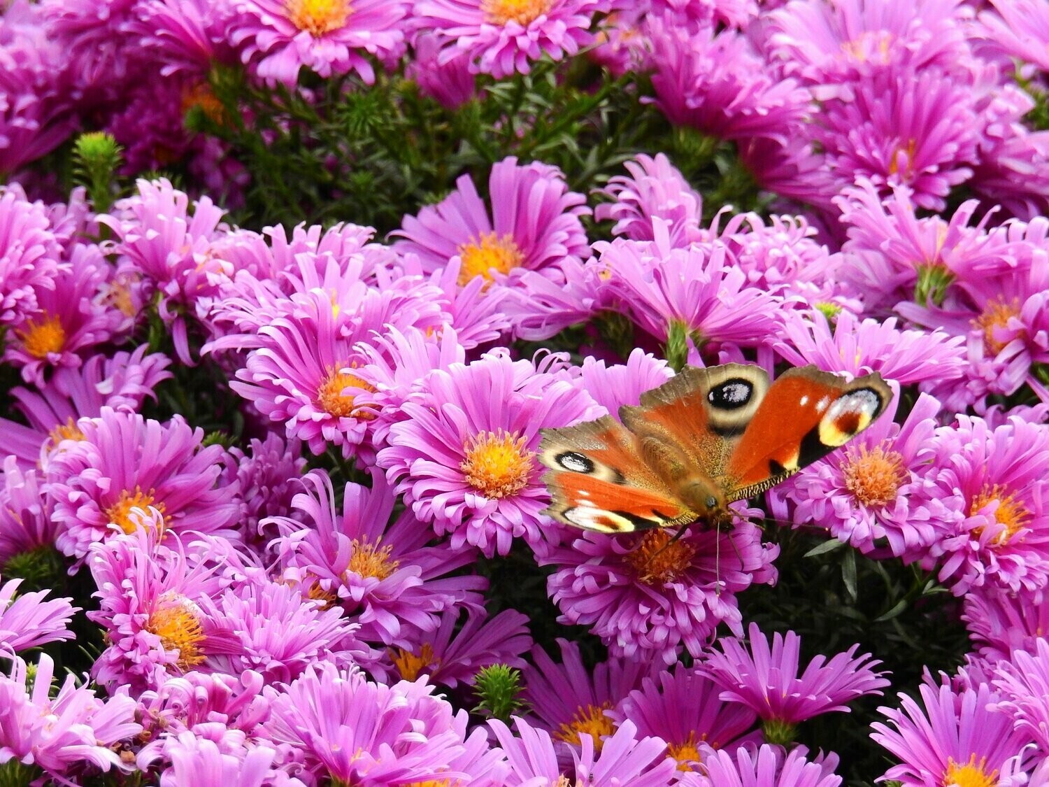 Butterfly Pink Flowers - Full Drill Diamond Painting - Specially ordered for you. Delivery is approximately 4 - 6 weeks.