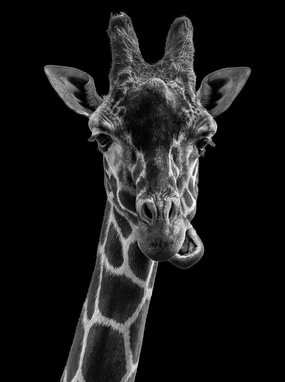 Black And White Giraffe - Full Drill Diamond Painting - Specially ordered for you. Delivery is approximately 4 - 6 weeks.