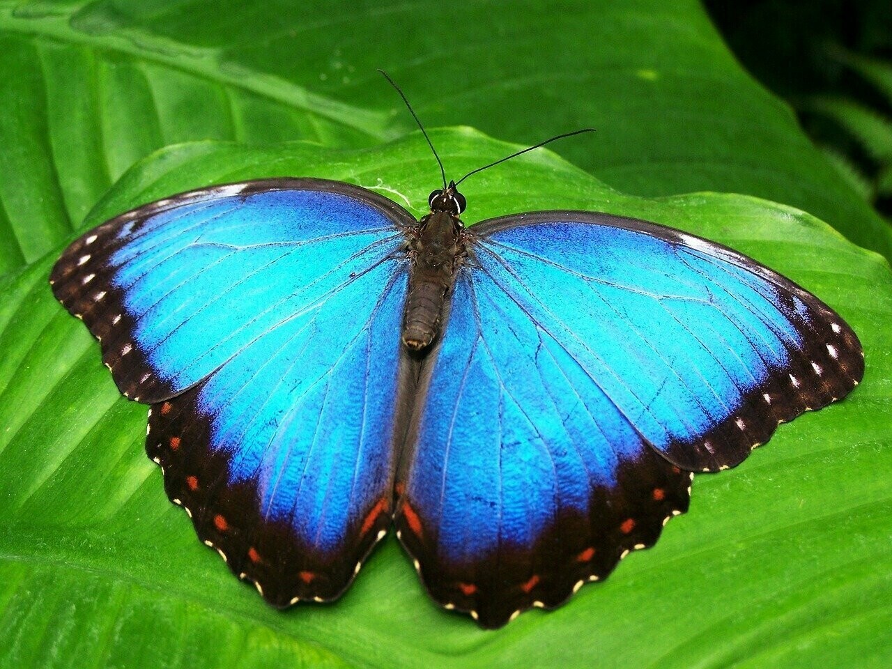 Butterfly 01 - Full Drill Diamond Painting - Specially ordered for you. Delivery is approximately 4 - 6 weeks.