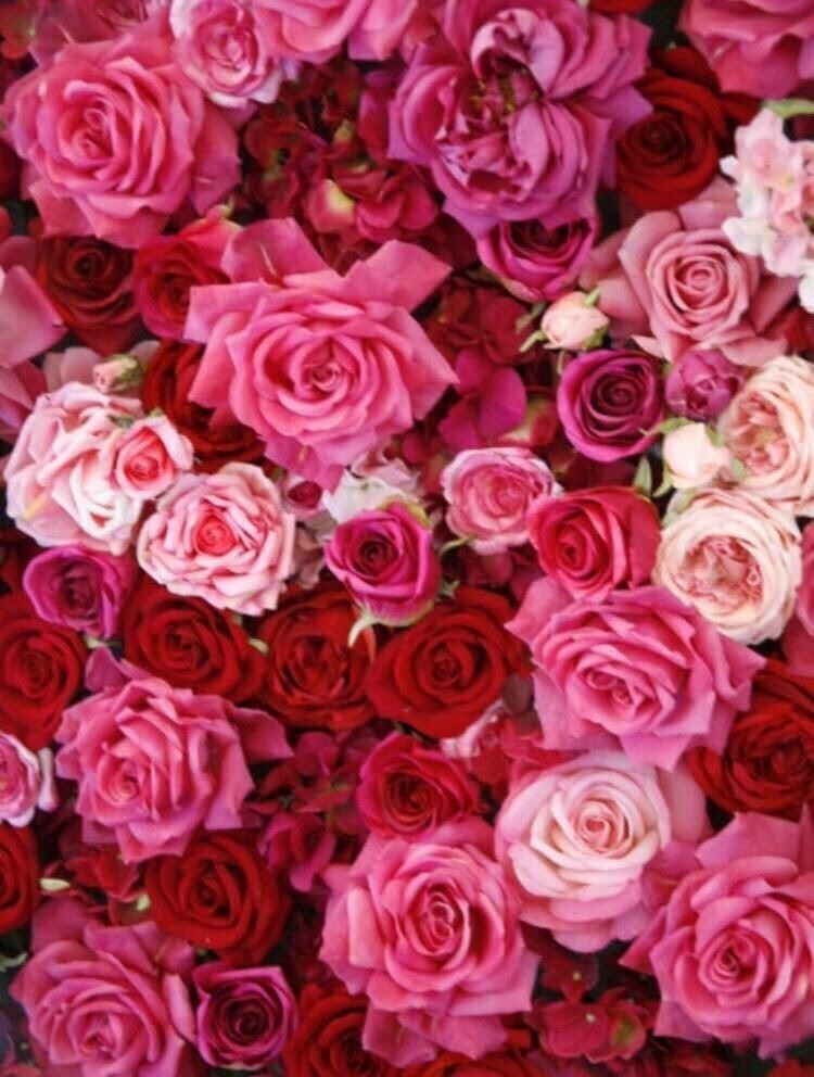 Carpet Of Pink Roses - Full Drill Diamond Painting - Specially ordered for you. Delivery is approximately 4 - 6 weeks.