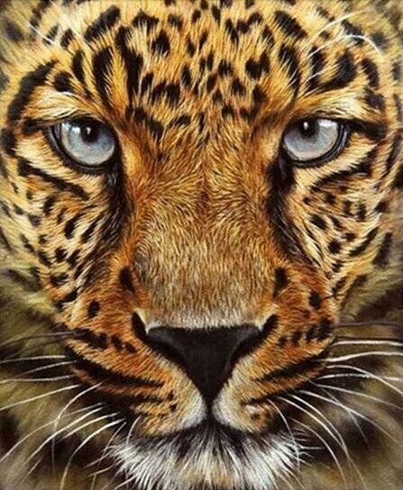 Cheetah Face - Full Drill Diamond Painting - Specially ordered for you. Delivery is approximately 4 - 6 weeks.