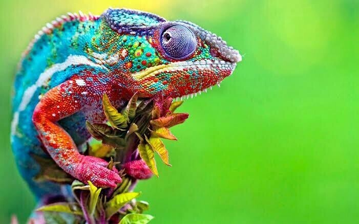 Chameleon - Full Drill Diamond Painting - Specially ordered for you. Delivery is approximately 4 - 6 weeks.