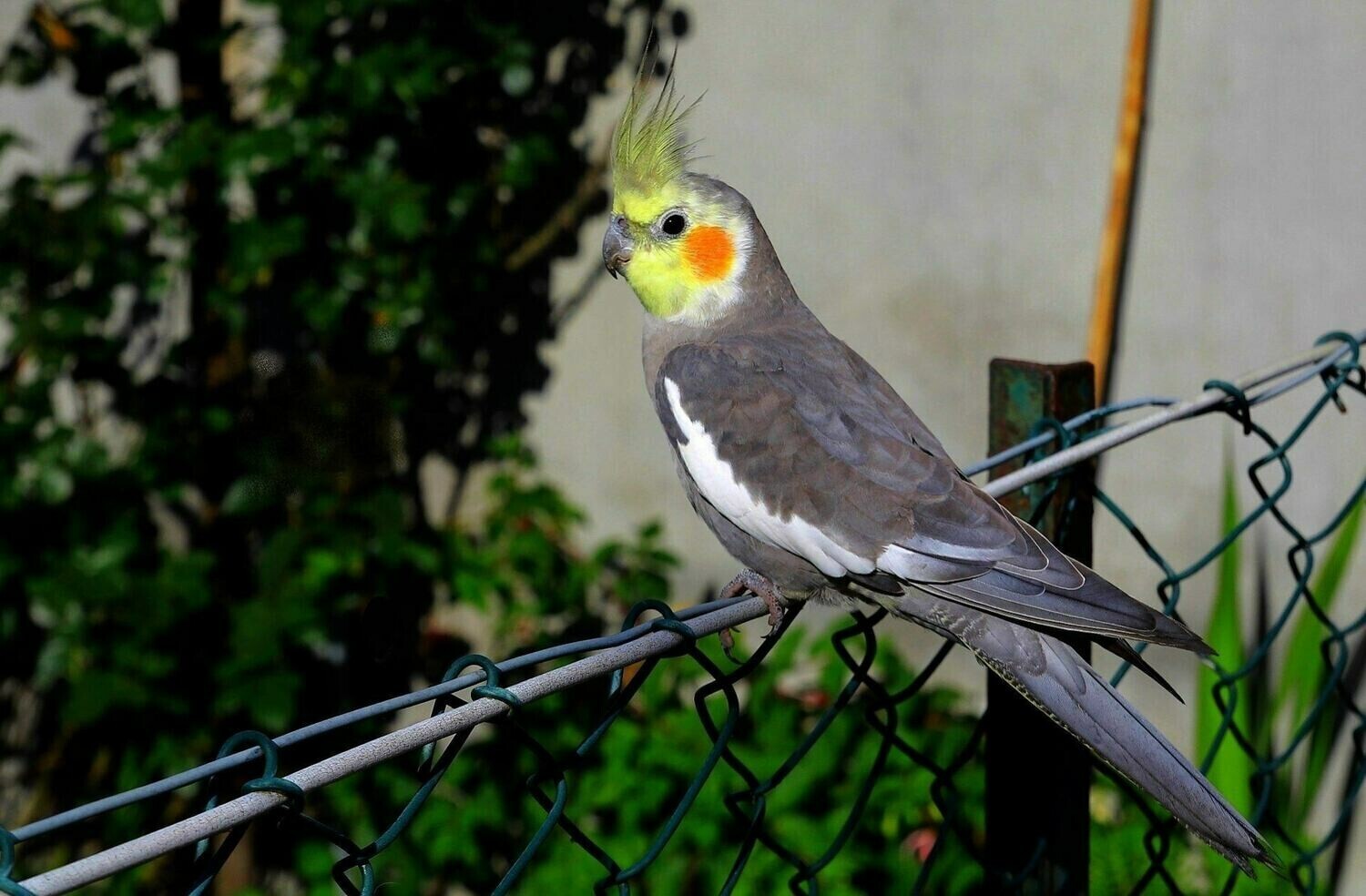 Cockatiel On A Wire Fence - Full Drill Diamond Painting - Specially ordered for you. Delivery is approximately 4 - 6 weeks.