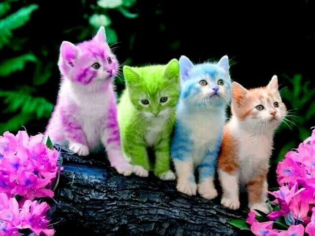 Colourful Kittens - Full Drill Diamond Painting - Specially ordered for you. Delivery is approximately 4 - 6 weeks.
