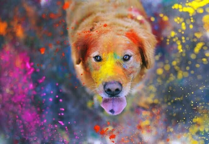 Colourful Paint Dog- Full Drill Diamond Painting - Specially ordered for you. Delivery is approximately 4 - 6 weeks.