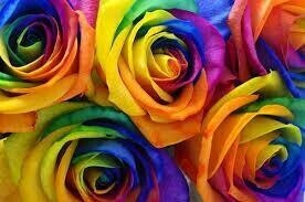 Colourful Roses - Full Drill Diamond Painting - Specially ordered for you. Delivery is approximately 4 - 6 weeks.