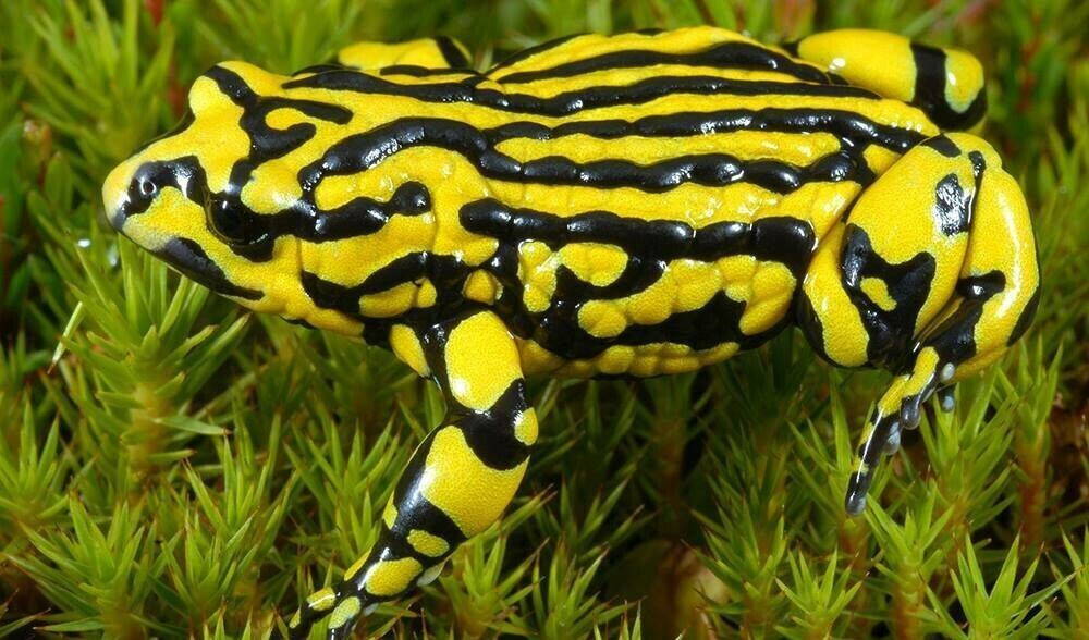 Corroboree Frog - Full Drill Diamond Painting - Specially ordered for you. Delivery is approximately 4 - 6 weeks.