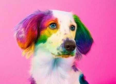 Colourful Dog 03 - Full Drill Diamond Painting - Specially ordered for you. Delivery is approximately 4 - 6 weeks.