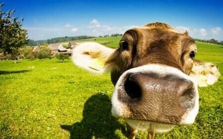 Cow Close Up - Full Drill Diamond Painting - Specially ordered for you. Delivery is approximately 4 - 6 weeks.