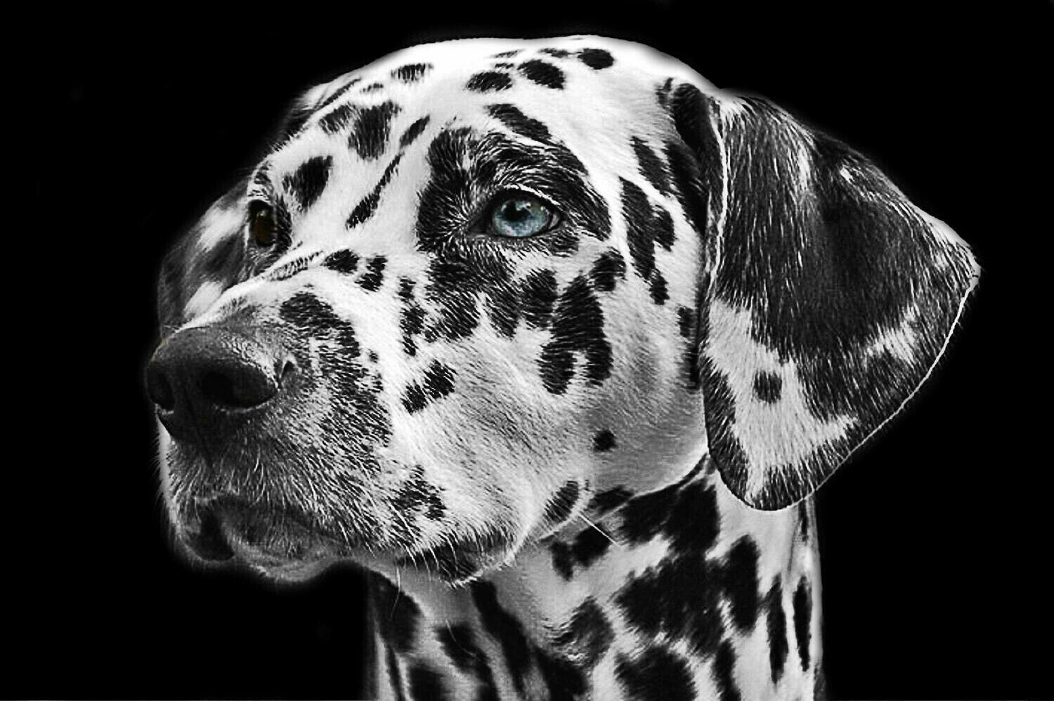 Dalmatian Dog - Full Drill Diamond Painting - Specially ordered for you. Delivery is approximately 4 - 6 weeks.