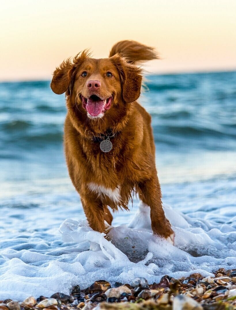 Dog on beach - Full Drill Diamond Painting - Specially ordered for you. Delivery is approximately 4 - 6 weeks.