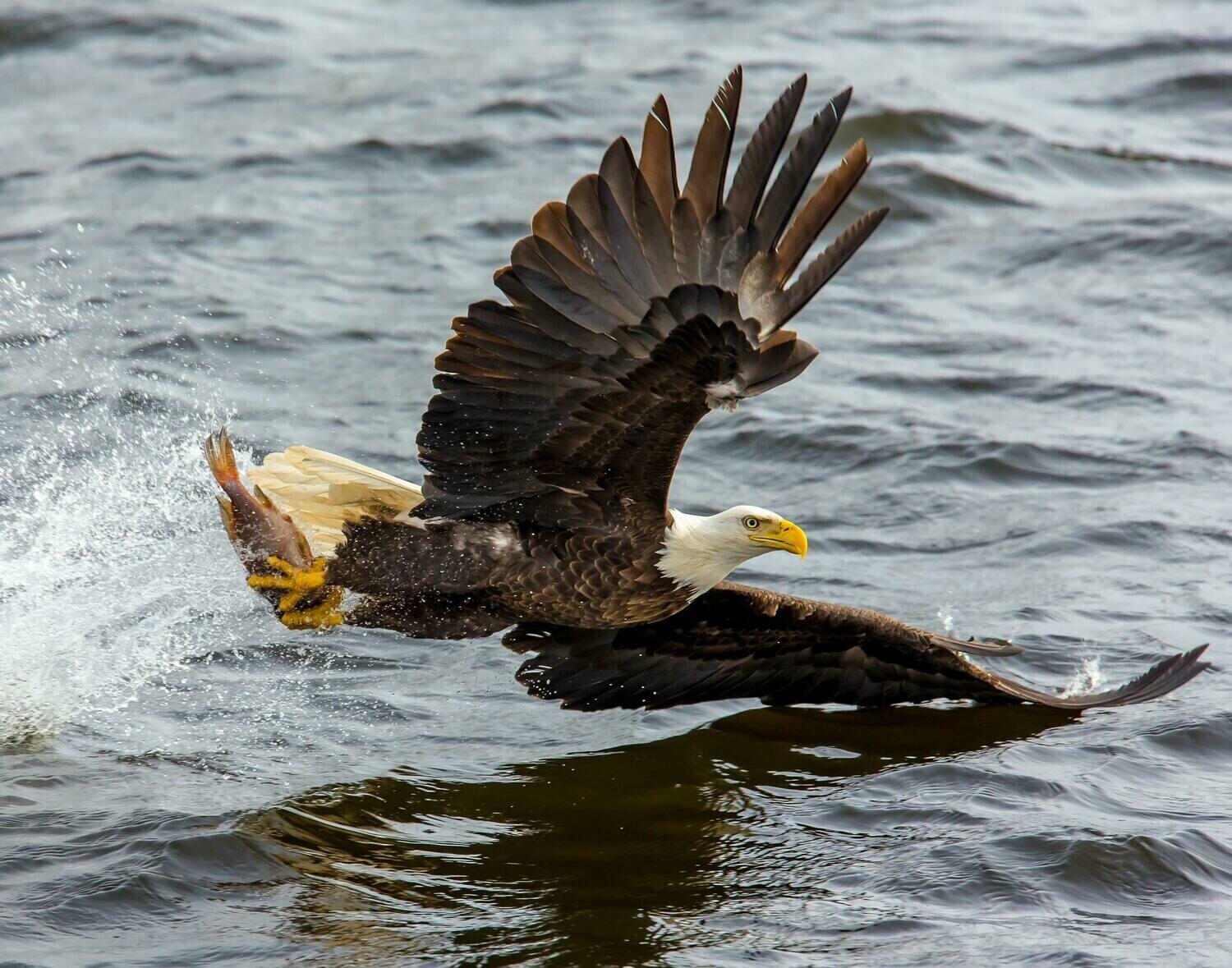 Eagle Swooping - Full Drill Diamond Painting - Specially ordered for you. Delivery is approximately 4 - 6 weeks.