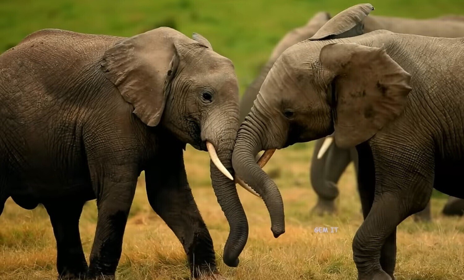 ELEPHANTS  (exclusive to Gem It) - Full Drill Diamond Painting - Specially ordered for you. Delivery is approximately 4 - 6 weeks.
