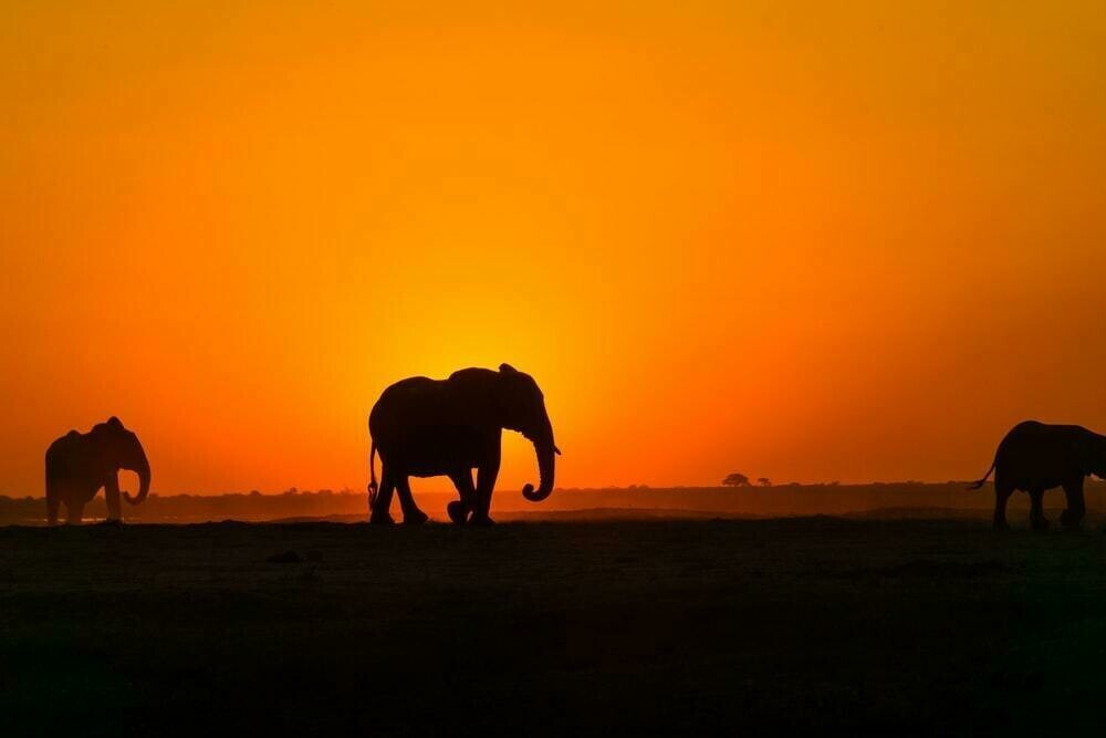 Elephants Orange Sunset - Full Drill Diamond Painting - Specially ordered for you. Delivery is approximately 4 - 6 weeks.