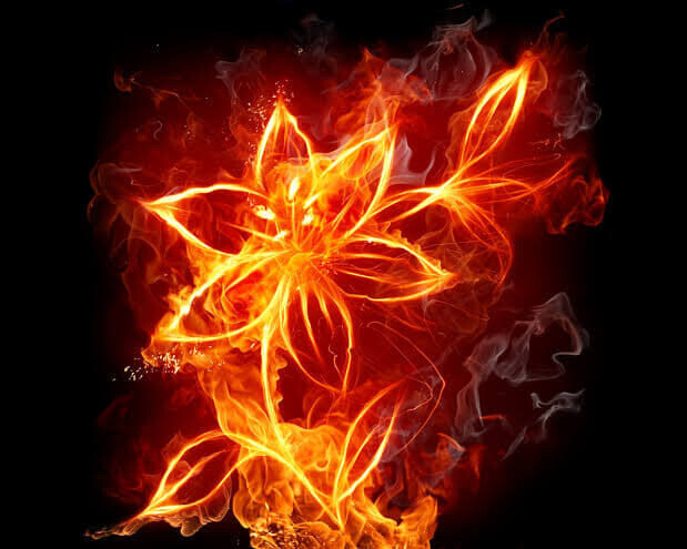Fire flower - Specially ordered for you. Delivery is approximately 4 - 6 weeks.