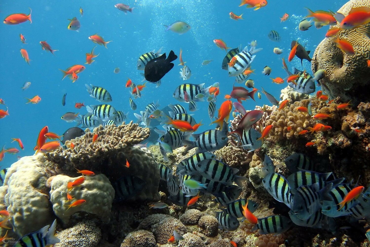 Fish Galore - Specially ordered for you. Delivery is approximately 4 - 6 weeks.