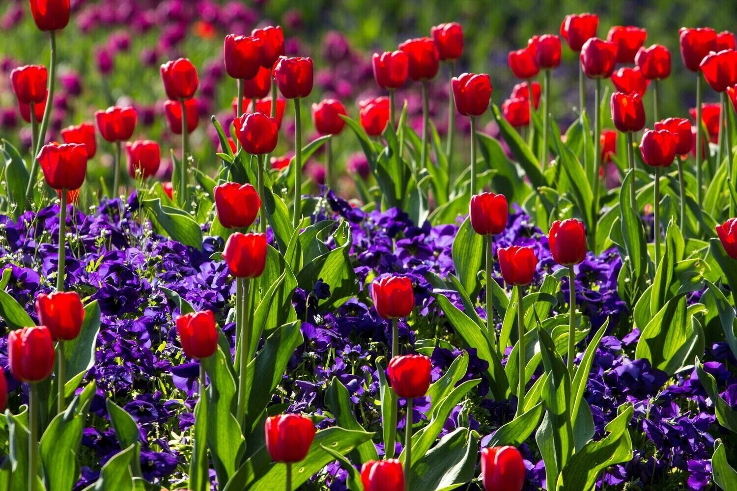 Field Of Flowers - Specially ordered for you. Delivery is approximately 4 - 6 weeks.
