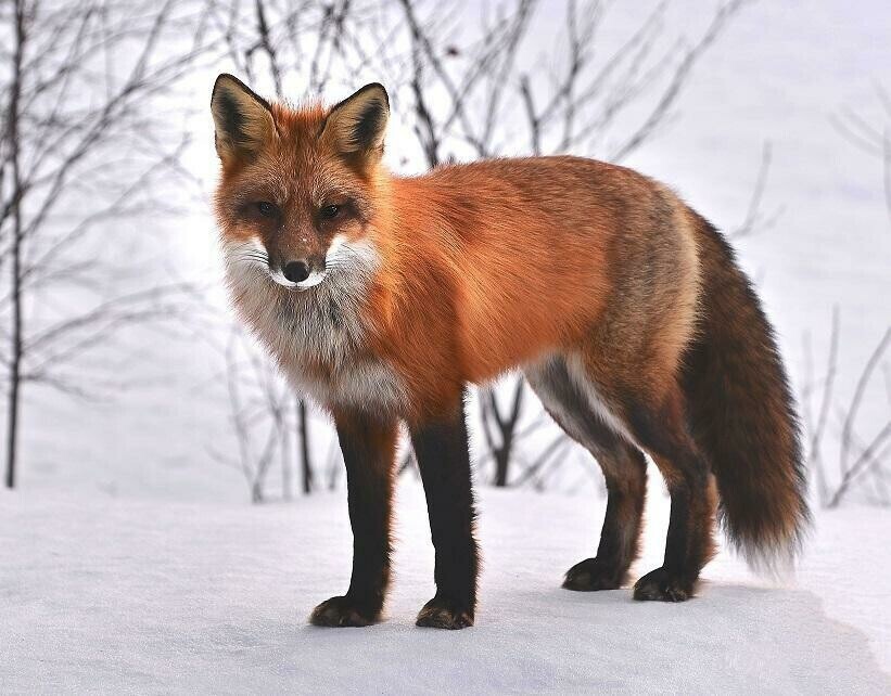 Fox In Snow - Specially ordered for you. Delivery is approximately 4 - 6 weeks.