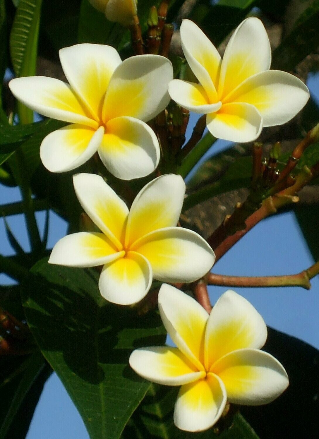 Frangipanis - Photo by Alison - Specially ordered for you. Delivery is approximately 4 - 6 weeks.