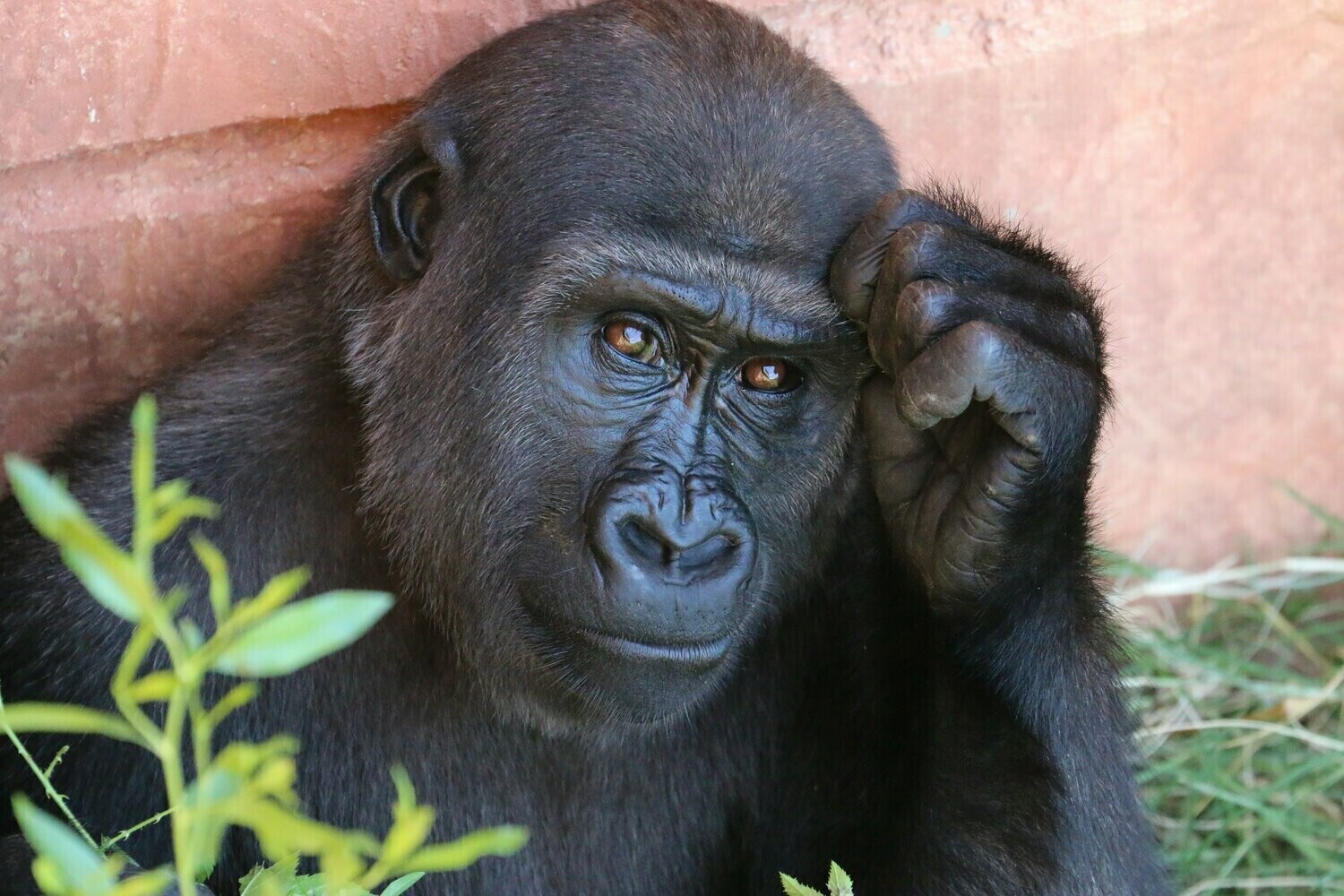 Gorilla Close Up - Specially ordered for you. Delivery is approximately 4 - 6 weeks.