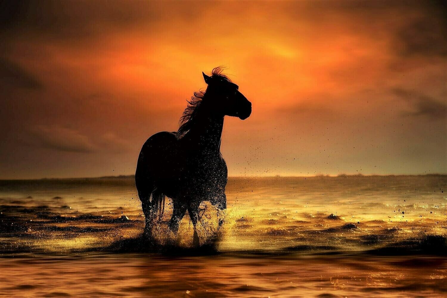 Horse 8 - Specially ordered for you. Delivery is approximately 4 - 6 weeks.