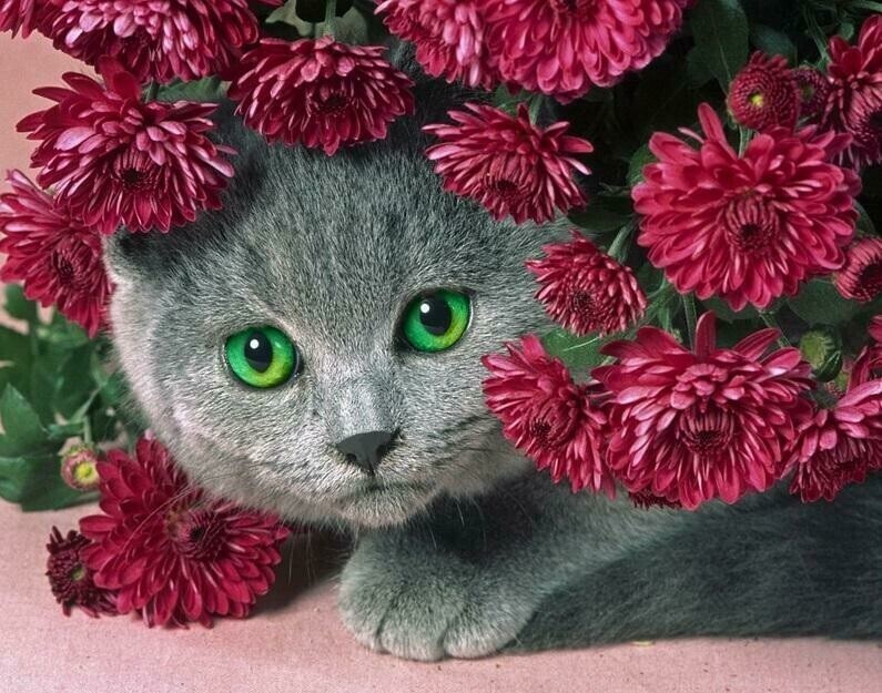 Gray Cat - Specially ordered for you. Delivery is approximately 4 - 6 weeks.
