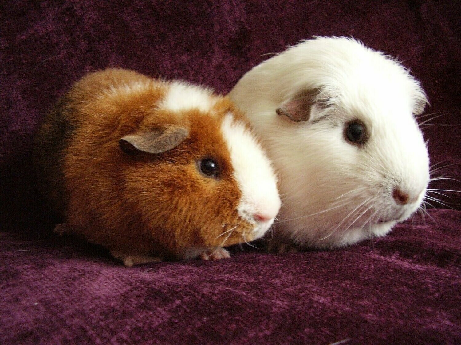 Guinea Pigs - Specially ordered for you. Delivery is approximately 4 - 6 weeks.