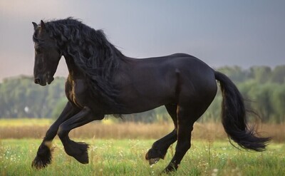 Horse D - Specially ordered for you. Delivery is approximately 4 - 6 weeks.
