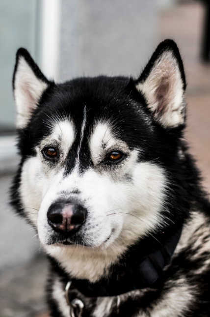 Husky black and white- Specially ordered for you. Delivery is approximately 4 - 6 weeks.