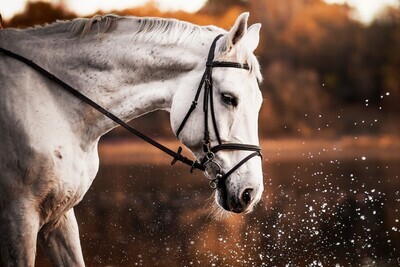 Horse A - Specially ordered for you. Delivery is approximately 4 - 6 weeks.