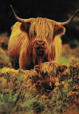 Highland Cows - Specially ordered for you. Delivery is approximately 4 - 6 weeks.