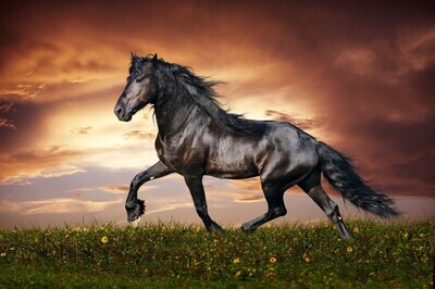 Horse G - Specially ordered for you. Delivery is approximately 4 - 6 weeks.