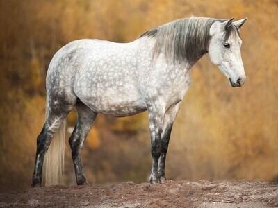 Horse B - Specially ordered for you. Delivery is approximately 4 - 6 weeks.