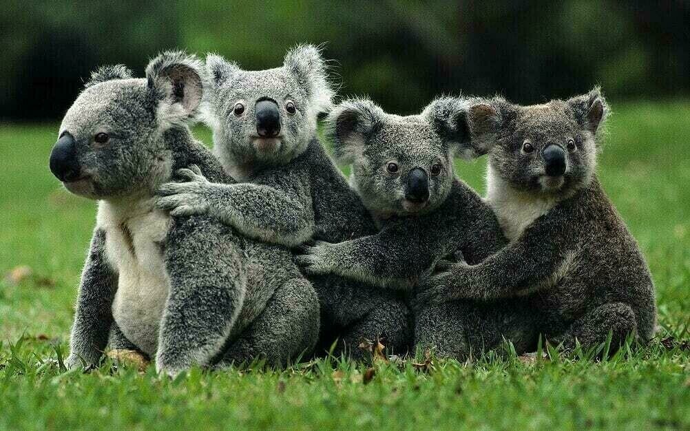 Koala's In A Row - Specially ordered for you. Delivery is approximately 4 - 6 weeks.