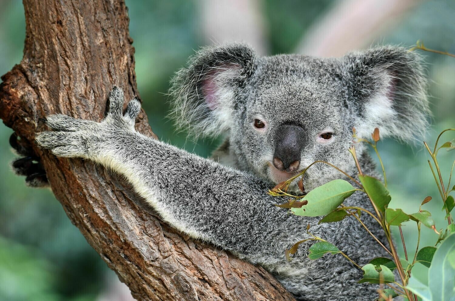 Koala 2 - Specially ordered for you. Delivery is approximately 4 - 6 weeks.