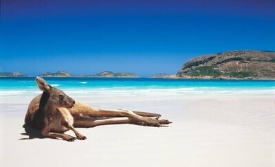 Kangaroo 9 - Specially ordered for you. Delivery is approximately 4 - 6 weeks.