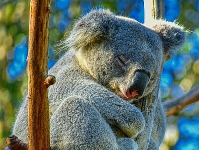 Koala 5 - Specially ordered for you. Delivery is approximately 4 - 6 weeks.