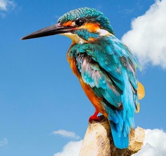 Kingfisher - Specially ordered for you. Delivery is approximately 4 - 6 weeks.