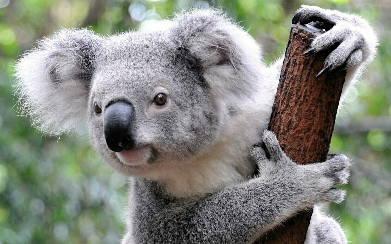 Koala 3 - Specially ordered for you. Delivery is approximately 4 - 6 weeks.